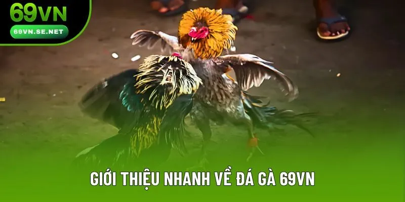 Giới thiệu nhanh về đá gà 69VN
