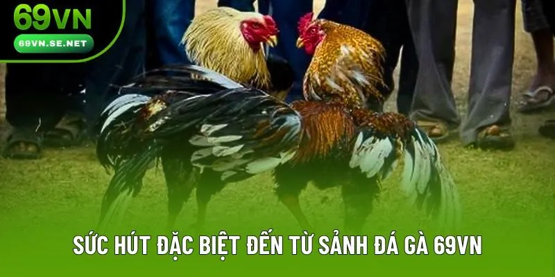 Sức hút đặc biệt đến từ sảnh đá gà 69VN