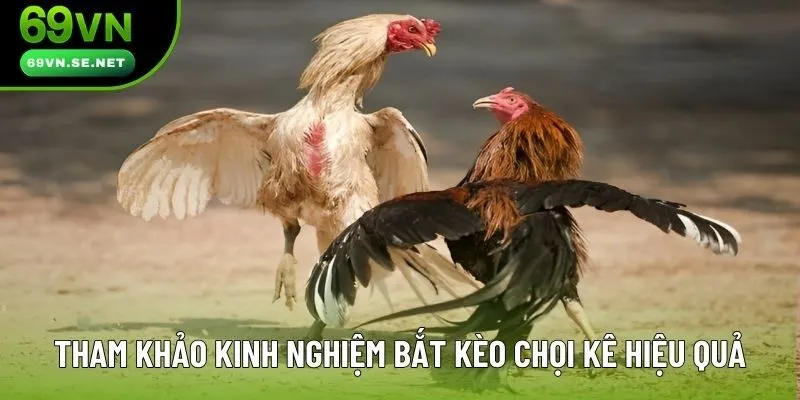 Tham khảo kinh nghiệm bắt kèo chọi kê hiệu quả