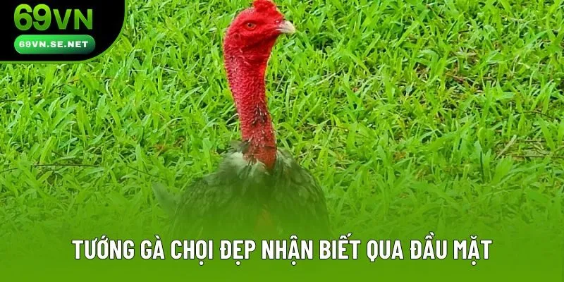 Tướng gà chọi đẹp nhận biết qua đầu mặt