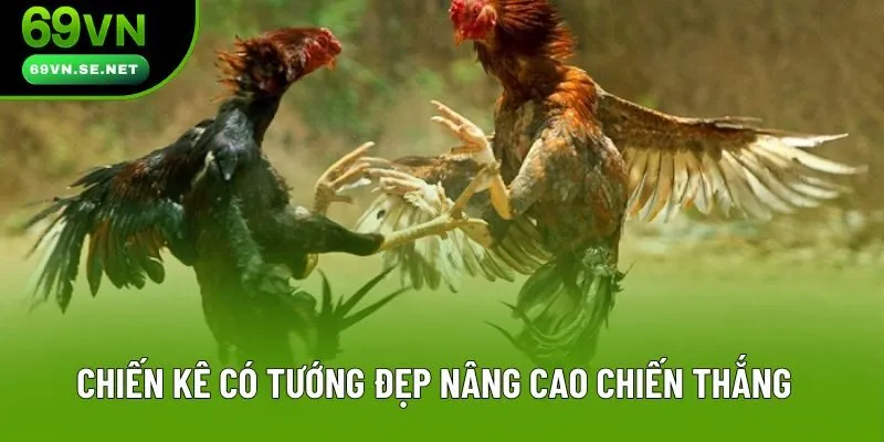 Chiến kê có tướng đẹp nâng cao chiến thắng