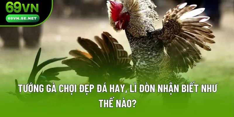 Tướng Gà Chọi Đẹp Đá Hay, Lì Đòn Nhận Biết Như Thế Nào?
