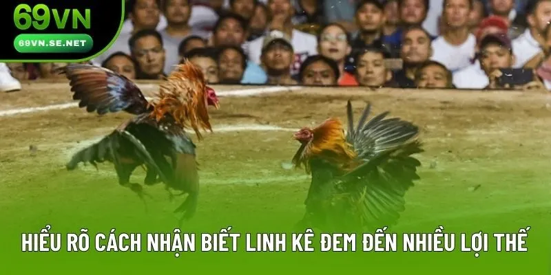 Hiểu rõ cách nhận biết linh kê đem đến nhiều lợi thế